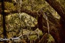 IMG_9507-tp-cw-res.jpg