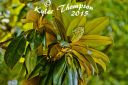 IMG_7711-tp-cw-res.jpg